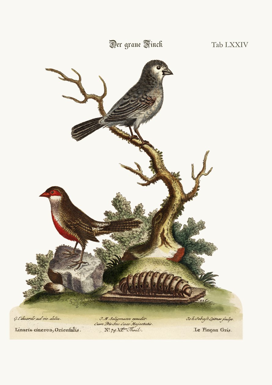 Il fringuello grigio. Il becco di cera, 1749-73 da George Edwards