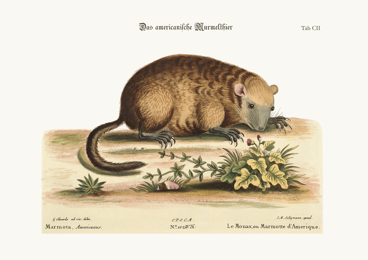 La Marmotta d