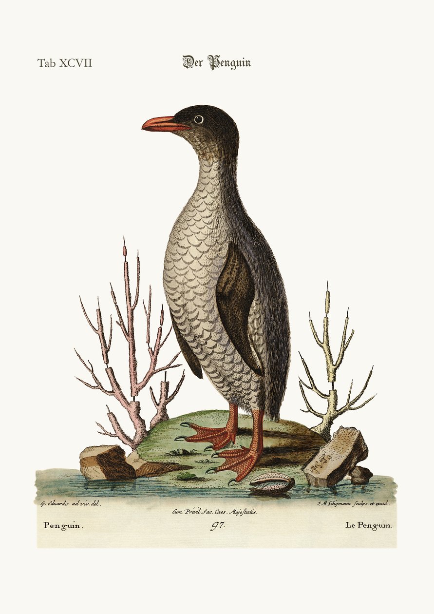 Il pinguino, 1749-73 da George Edwards