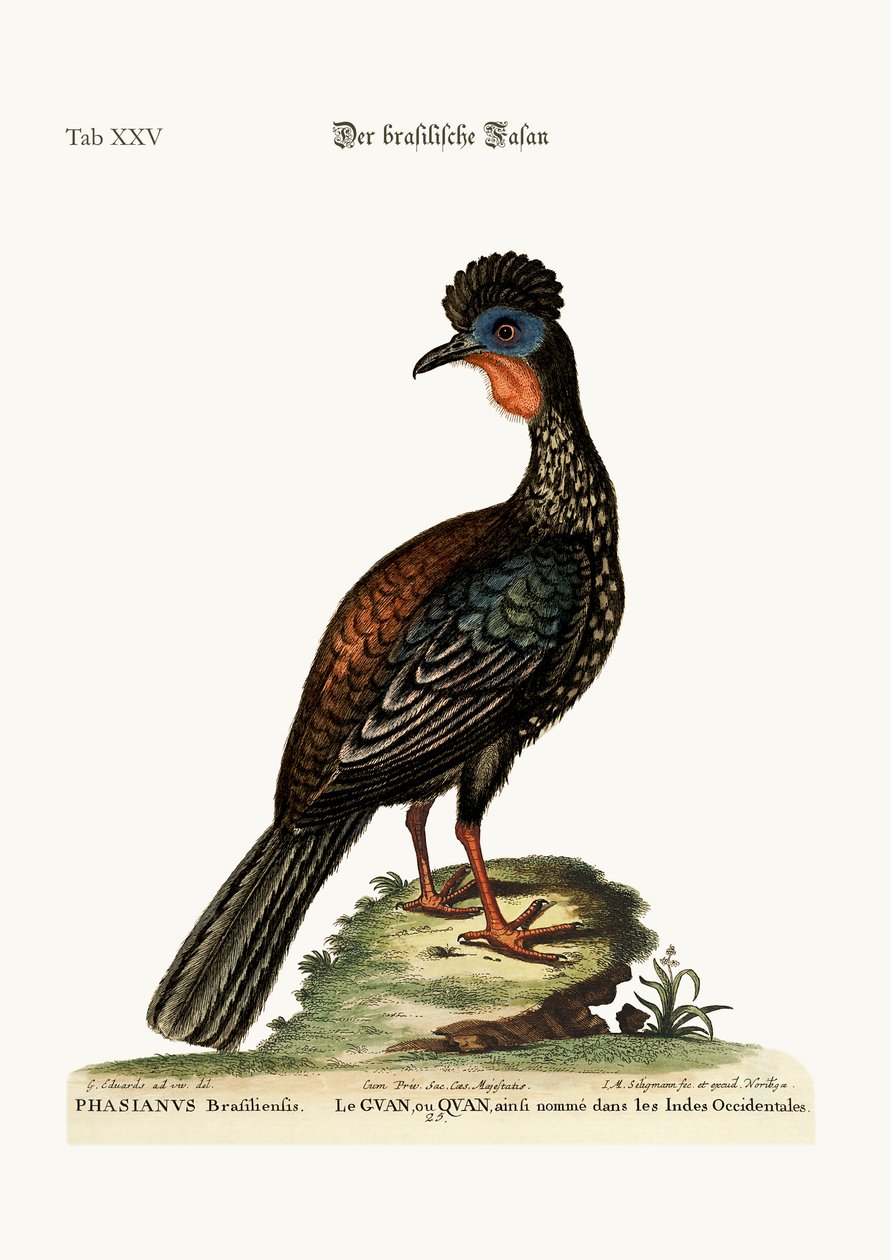Il Quan o Guan, 1749-73 da George Edwards