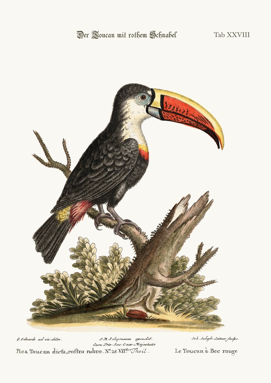 Il tucano dal becco rosso, 1749-73 da George Edwards