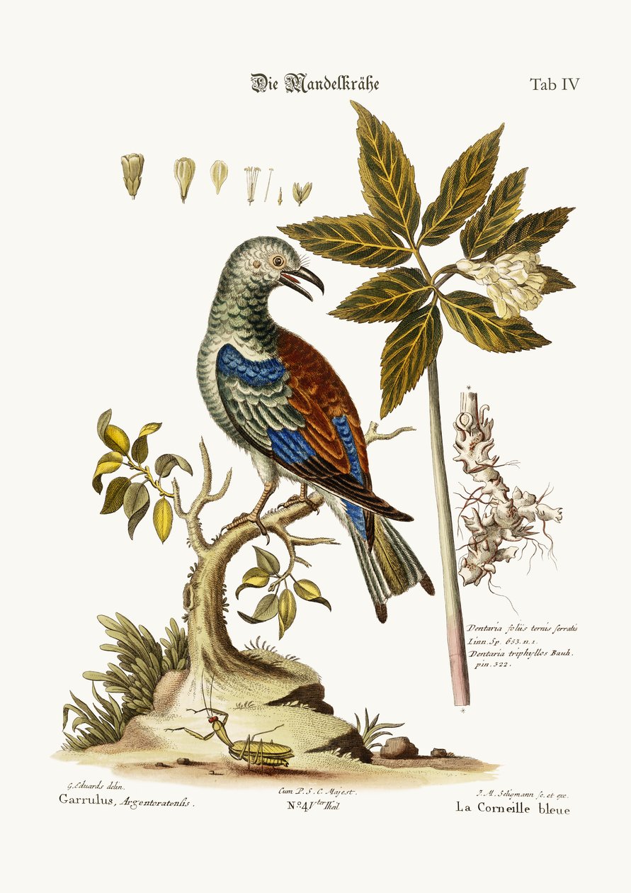 Il rullo, 1749-73 da George Edwards