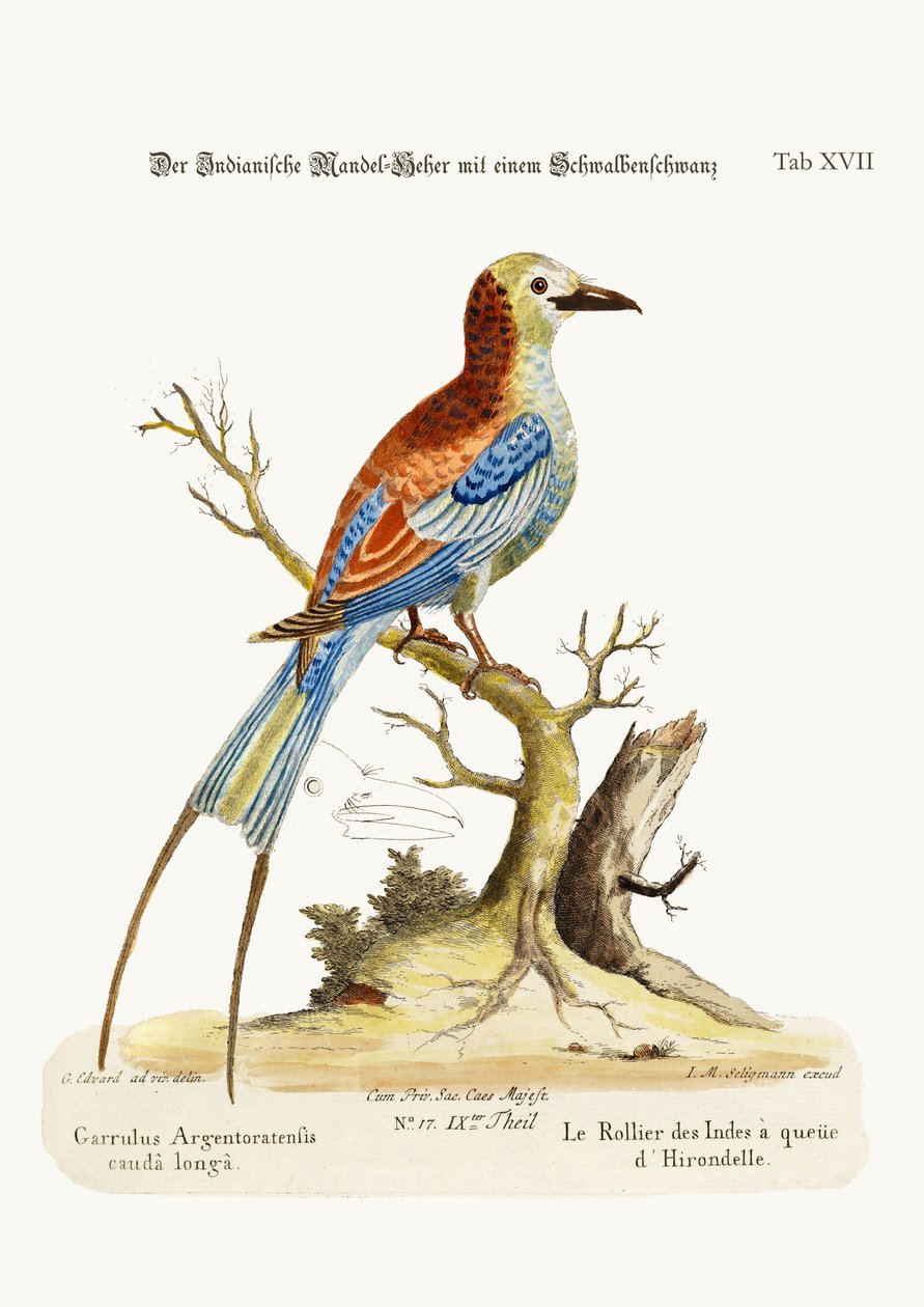 Il Roller Indiano dalla Coda a Rondine, 1749-73 da George Edwards