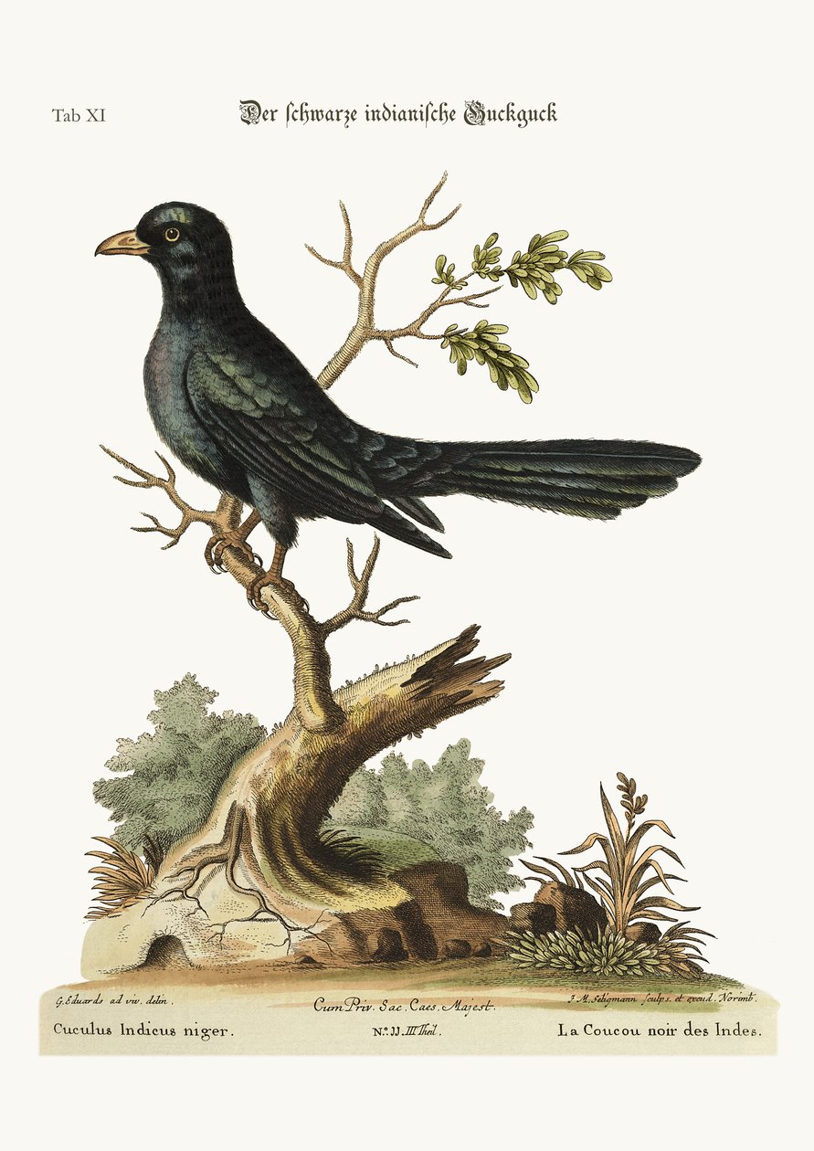 Il cuculo indiano nero, 1749-73 da George Edwards