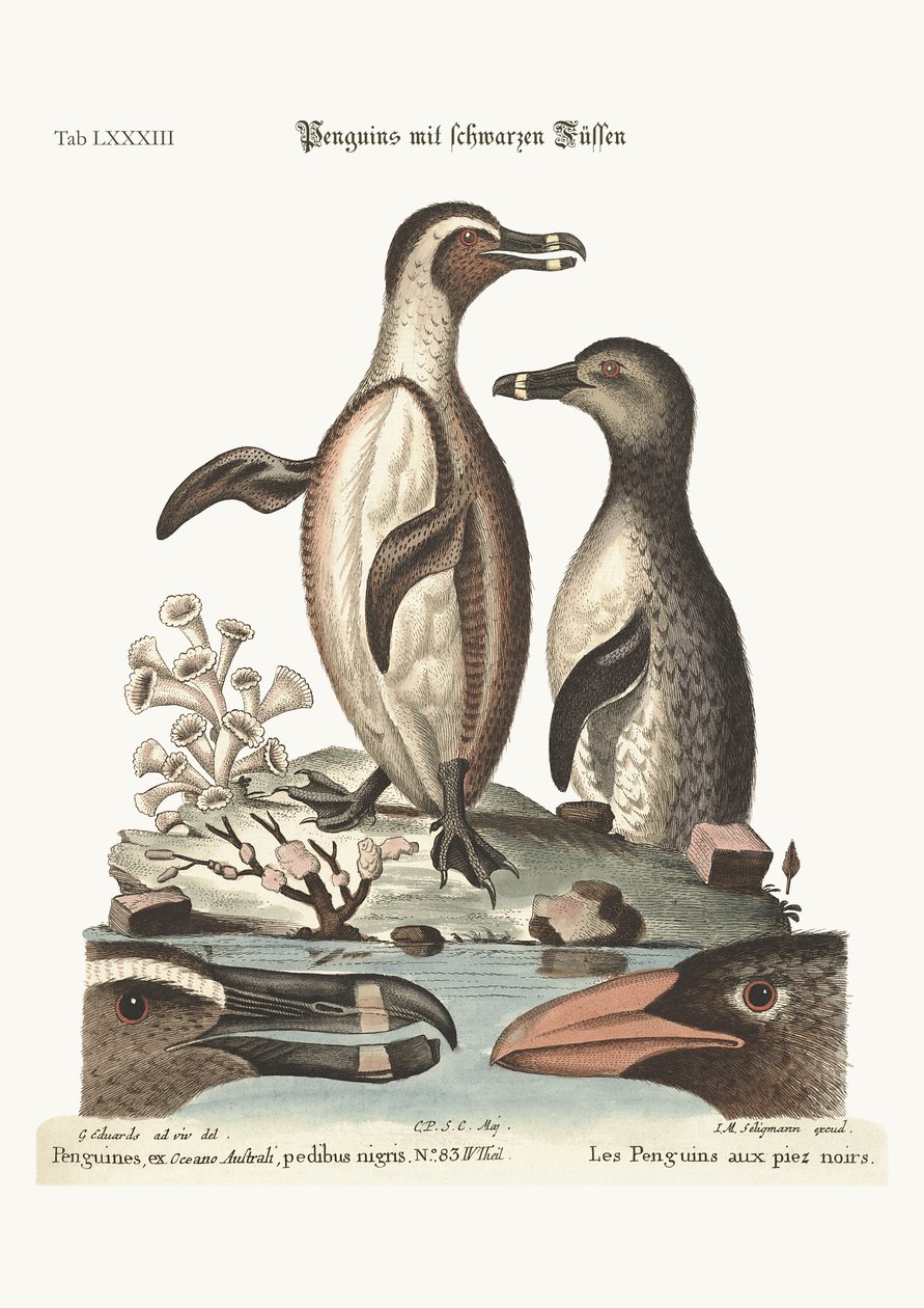 I pinguini dai piedi neri, 1749-73 da George Edwards