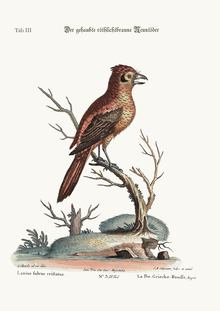 Il crested Red o russit Butcher-Bird da George Edwards