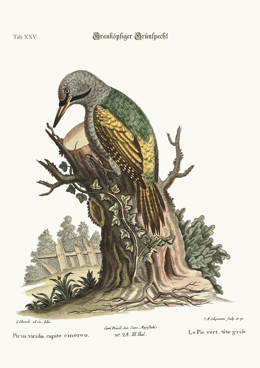Il picchio verde dalla testa grigia, 1749-73 da George Edwards