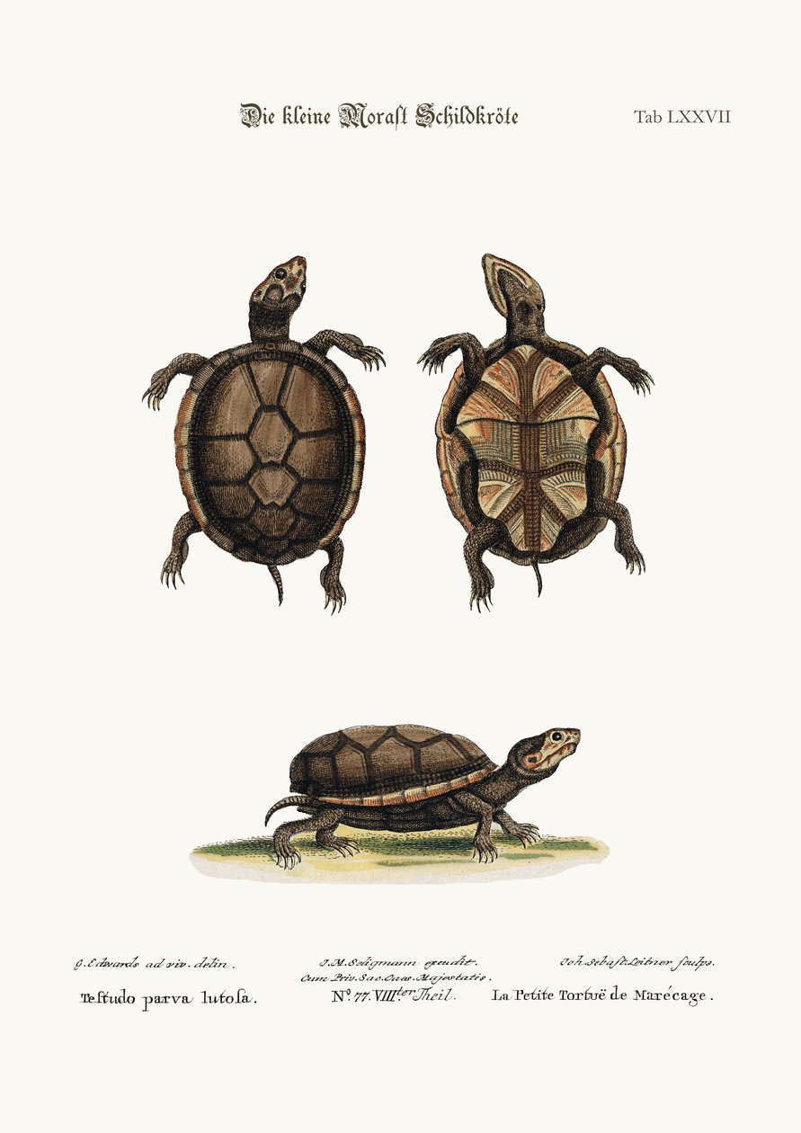 La piccola tartaruga di fango, 1749-73 da George Edwards