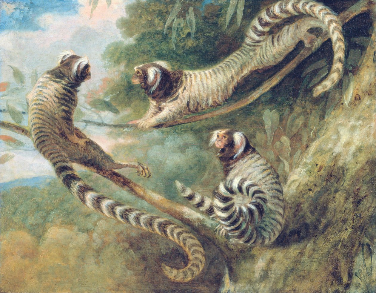 Un marmoset in tre atteggiamenti da George Garrard