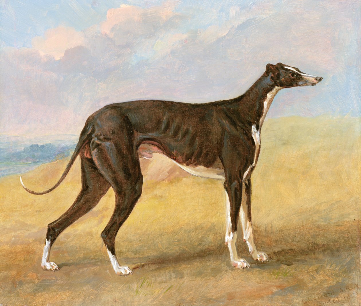Uno dei Levrieri Vincitori di George Lane Fox: il Levriero Bianco e Nero, Turk, noto anche come Eagle, 1822 da George Garrard