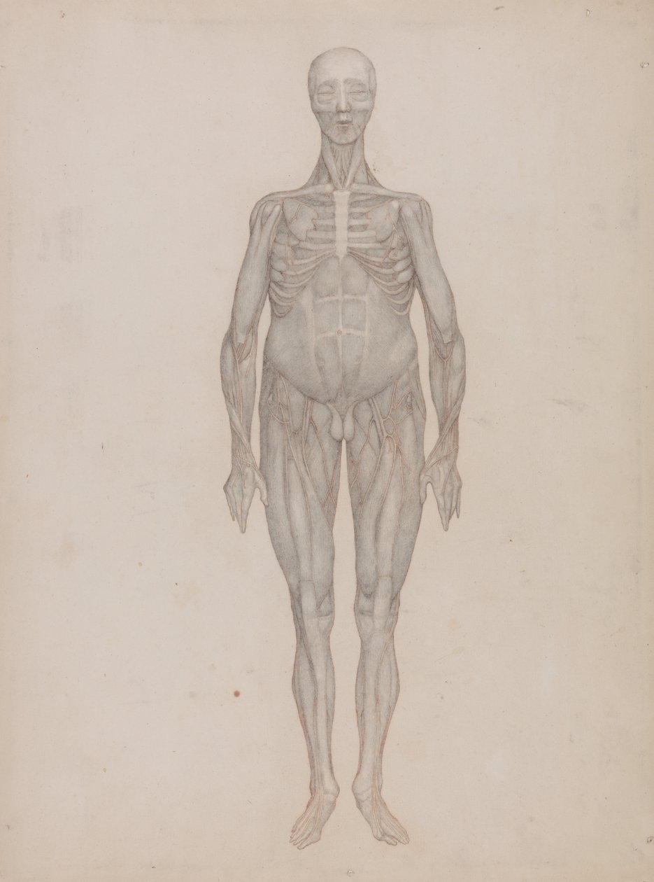 Esposizione anatomica comparativa della struttura del corpo umano con quella di una tigre e di un co... da George Stubbs