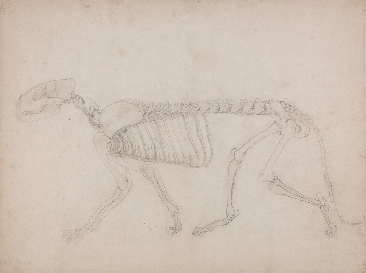 Esposizione anatomica comparativa della struttura del corpo umano con quella di una tigre e un co... da George Stubbs