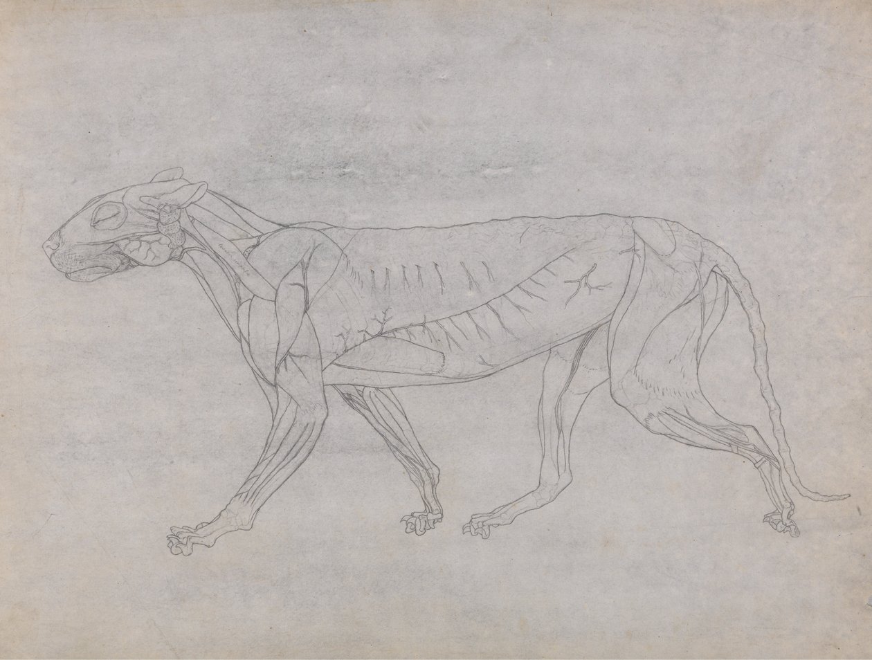 Esposizione anatomica comparativa della struttura del corpo umano con quella di una tigre e un co... da George Stubbs