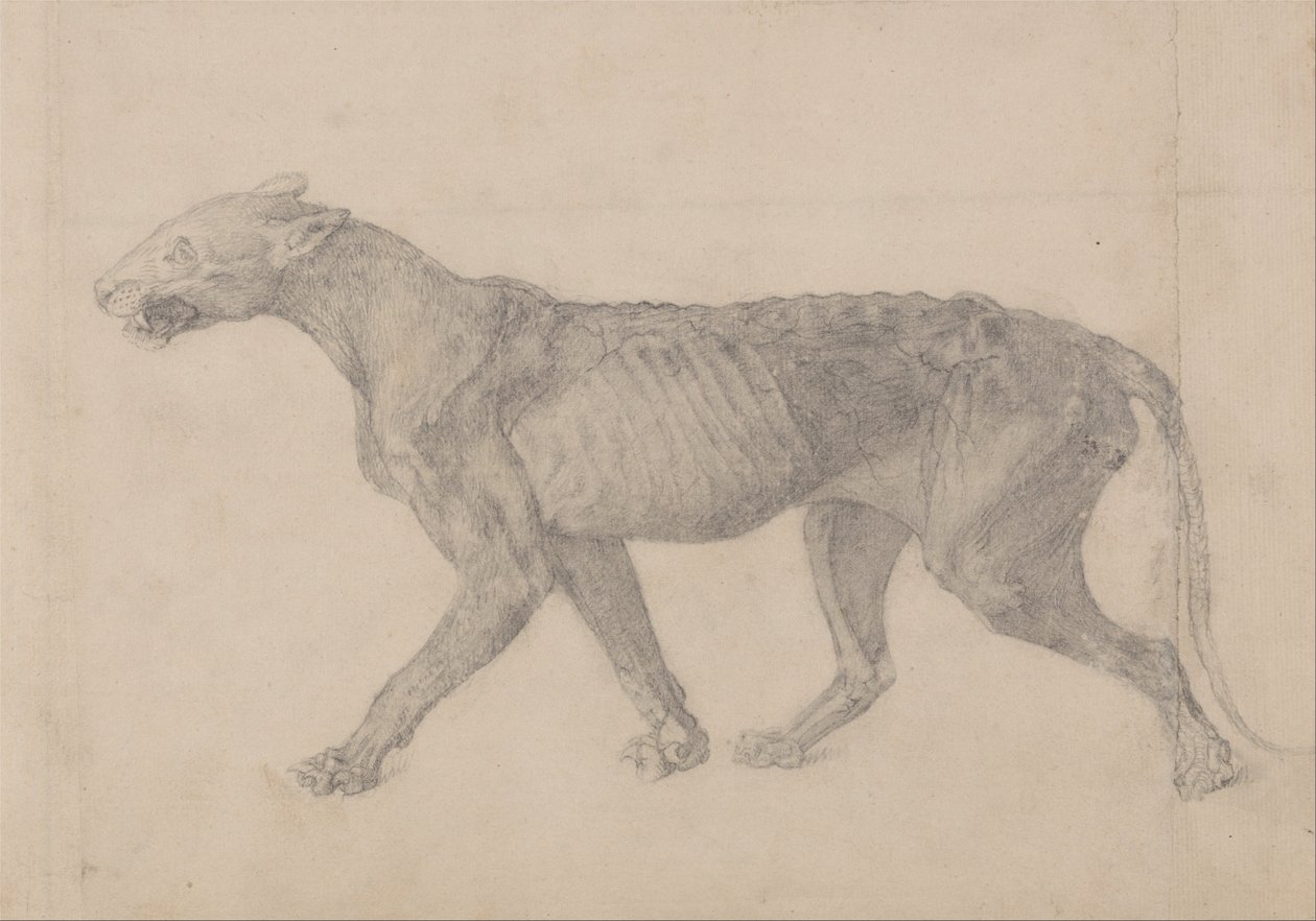 Esposizione Anatomica Comparativa della Struttura del Corpo Umano con quella di una Tigre e un Co... da George Stubbs