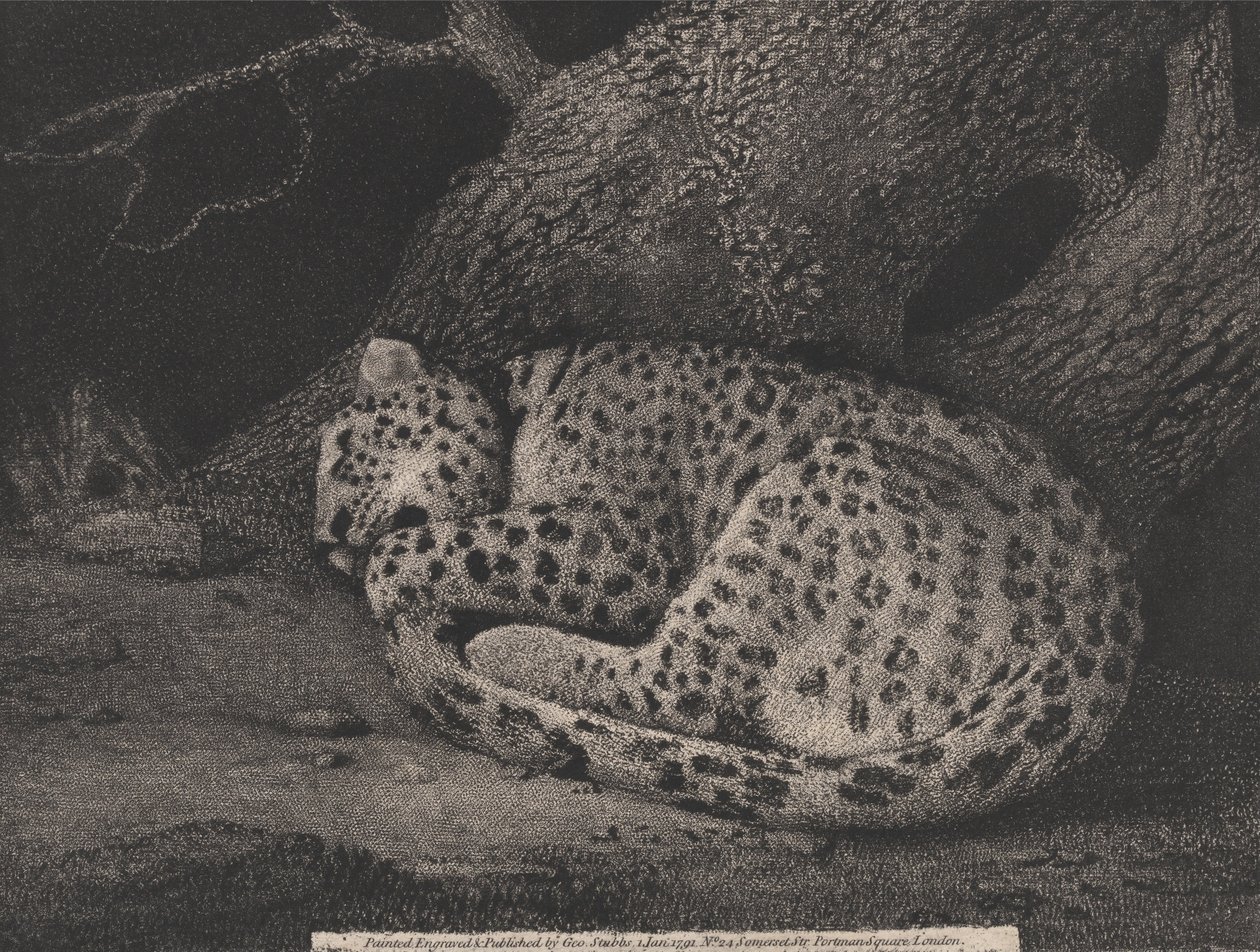 Un leopardo addormentato da George Stubbs