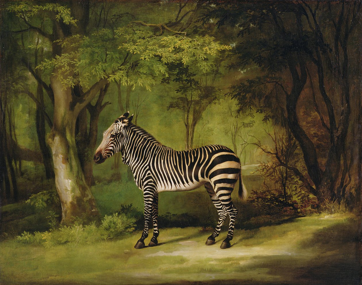Una Zebra, 1763 da George Stubbs