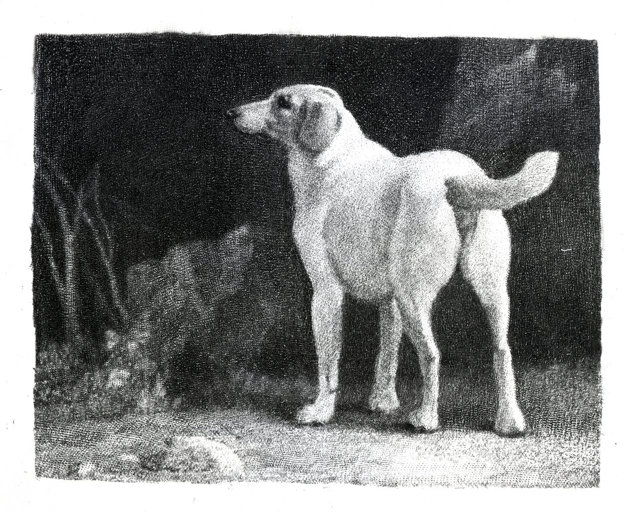 Cane, 1788 da George Stubbs
