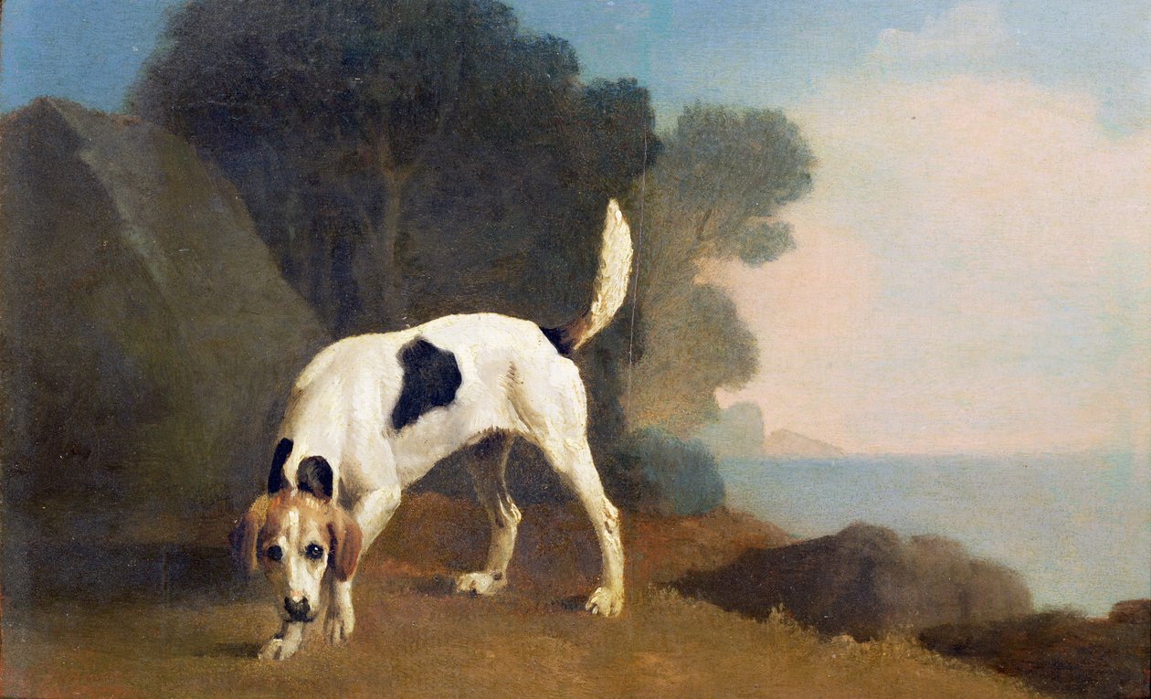 Segugio sulla traccia, c.1760 da George Stubbs