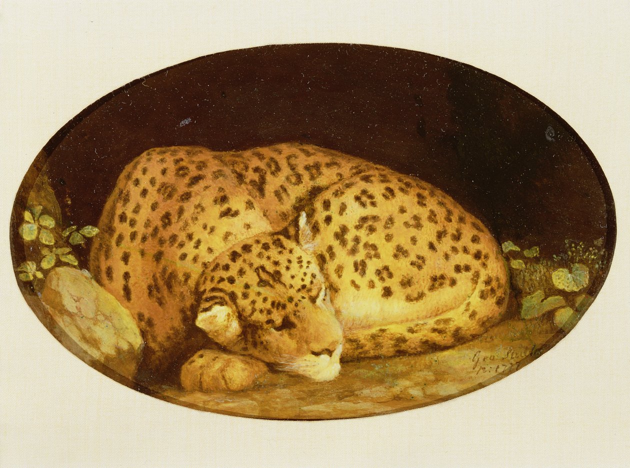 Leopardo dormiente, 1777 da George Stubbs