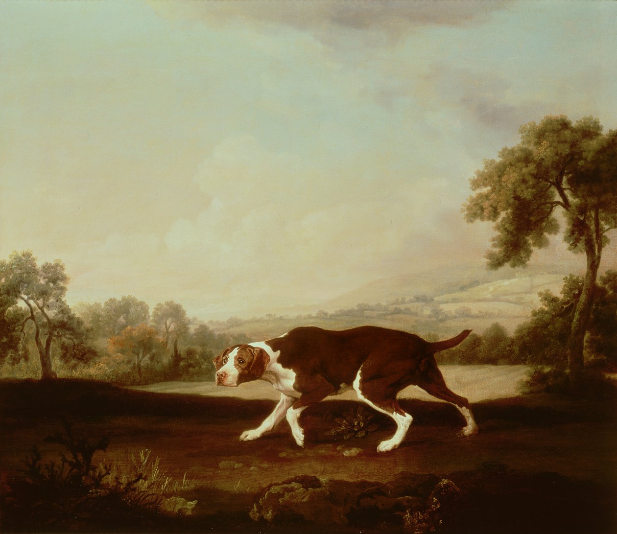 Bracco Spagnolo da George Stubbs