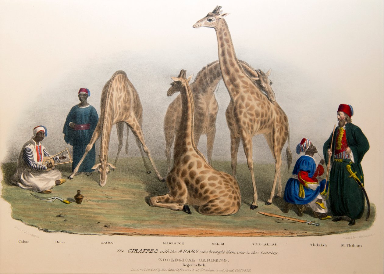 Le giraffe con gli arabi (1836) da George the Elder Scharf