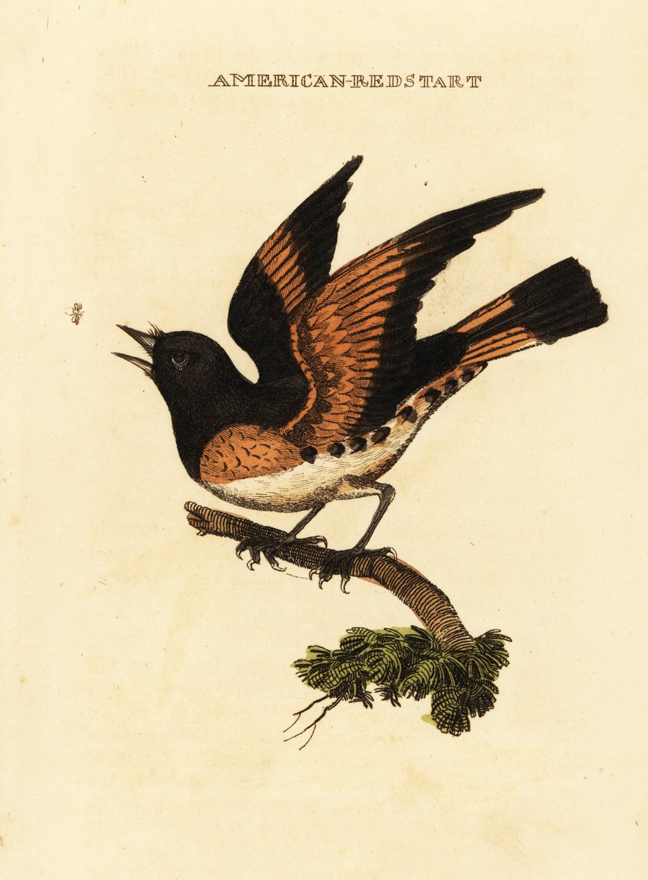Pigliamosche americano, Setophaga ruticilla da George (after) Edwards