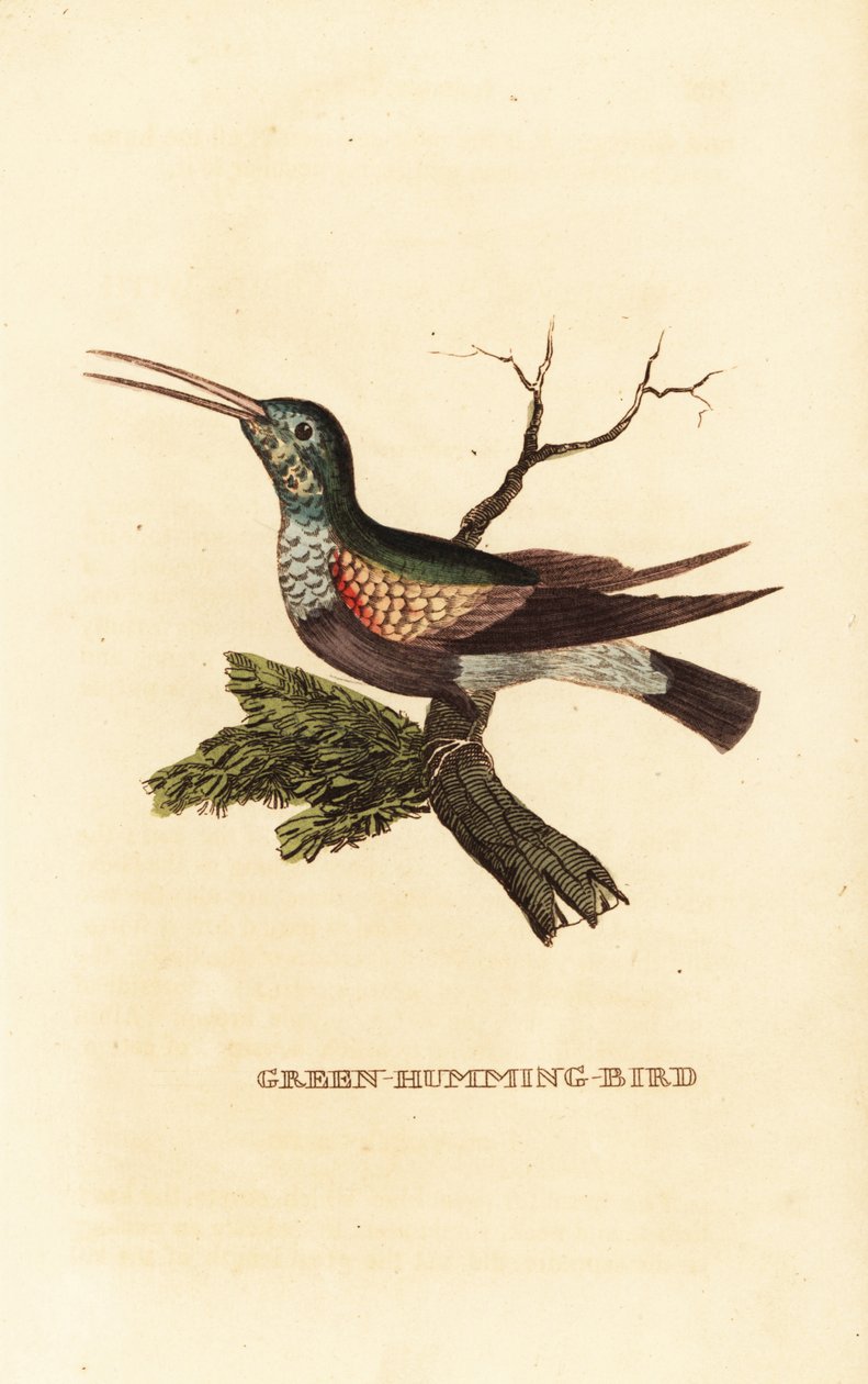 Colibrì ventre nero, Eupherusa nigriventris, femmina da George (after) Edwards