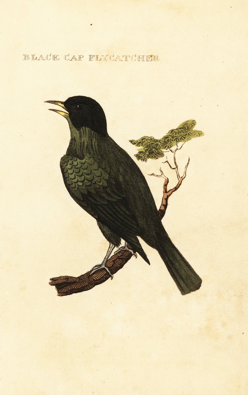 Bulbul dal cappuccio nero, Pycnonotus melanicterus da George (after) Edwards
