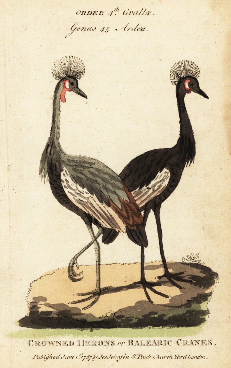 Gru coronata nera, Balearica pavonina da George (after) Edwards