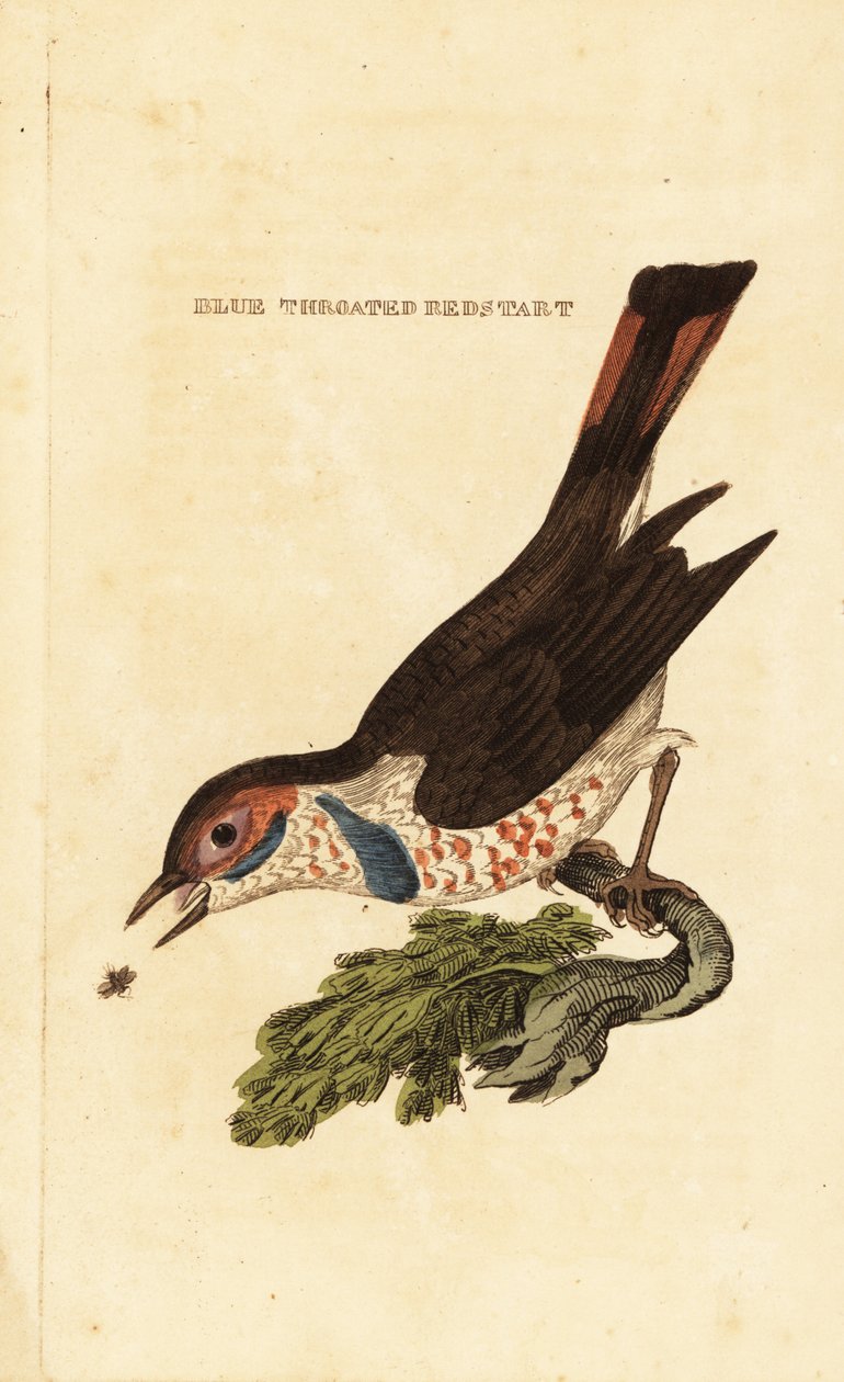 Pettazzurro, Luscinia svecica da George (after) Edwards