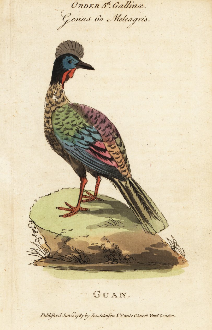 Guan crestato, Penelope purpurascens da George (after) Edwards