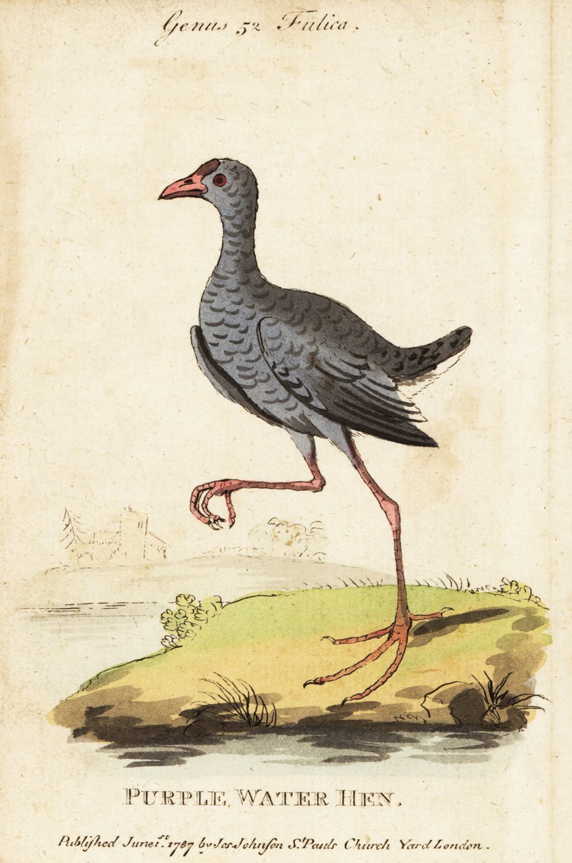 Pollo sultano testagrigia, Porphyrio poliocephalus da George (after) Edwards