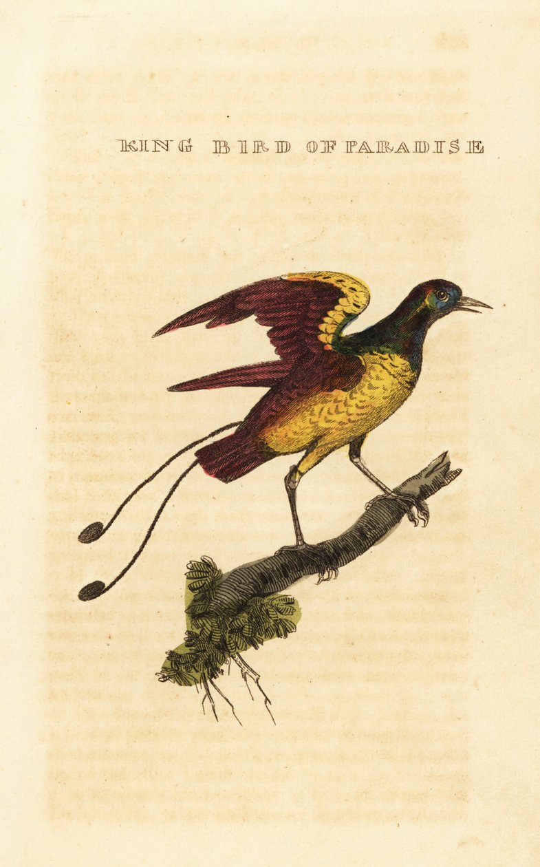 Re degli uccelli del paradiso, Cicinnurus regius da George (after) Edwards