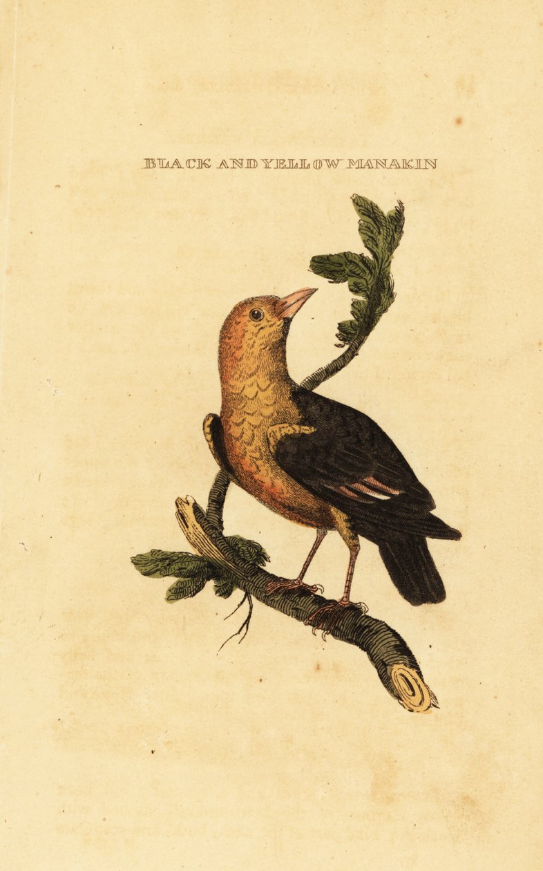 Manachino dalla testa arancione, Pipra aureola da George (after) Edwards