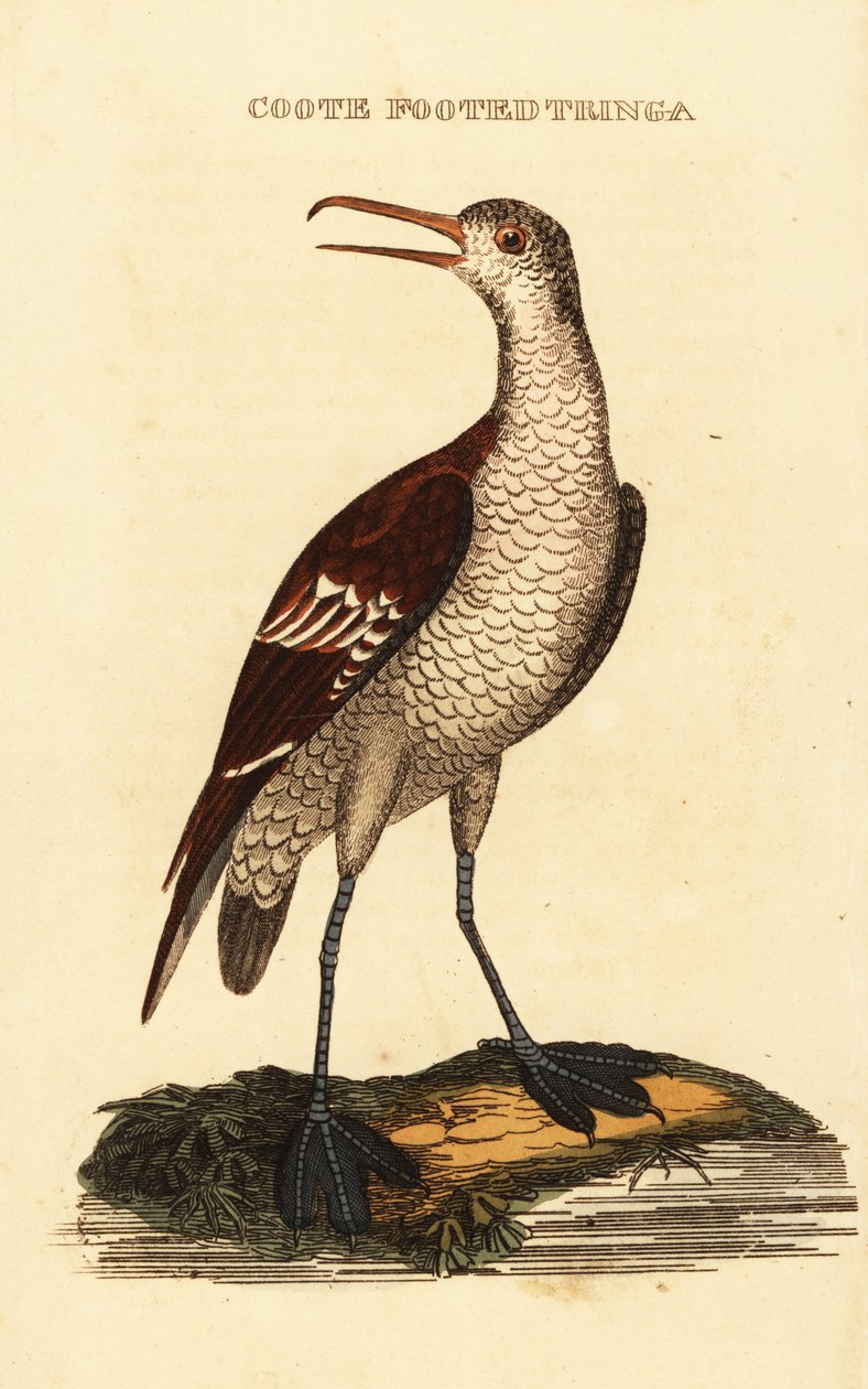 Falaropo beccosottile, Phalaropus lobatus da George (after) Edwards