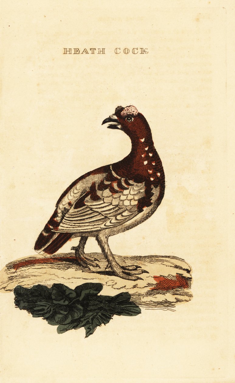 Gallo cedrone canadese, Falcipennis canadensis canace da George (after) Edwards