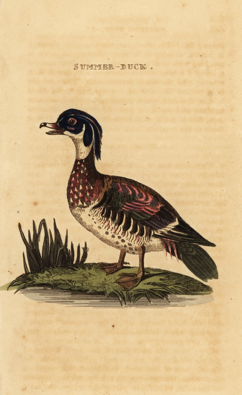 Anatra del bosco, Aix sponsa da George (after) Edwards