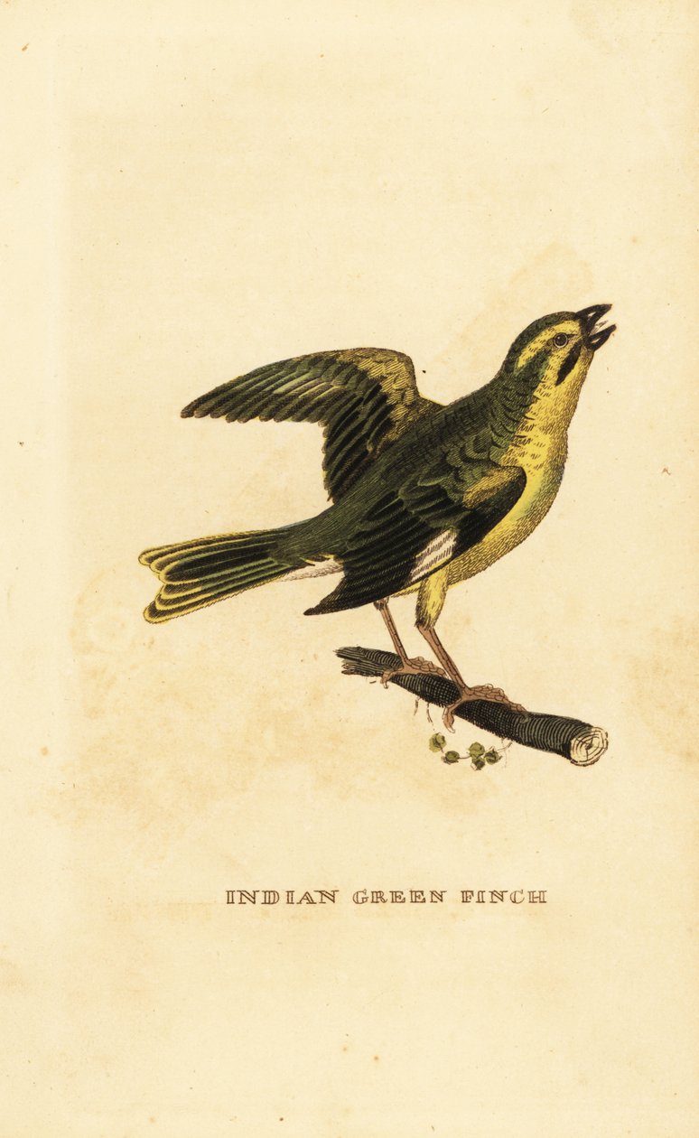 Verdone dal petto giallo, Chloris spinoides da George (after) Edwards