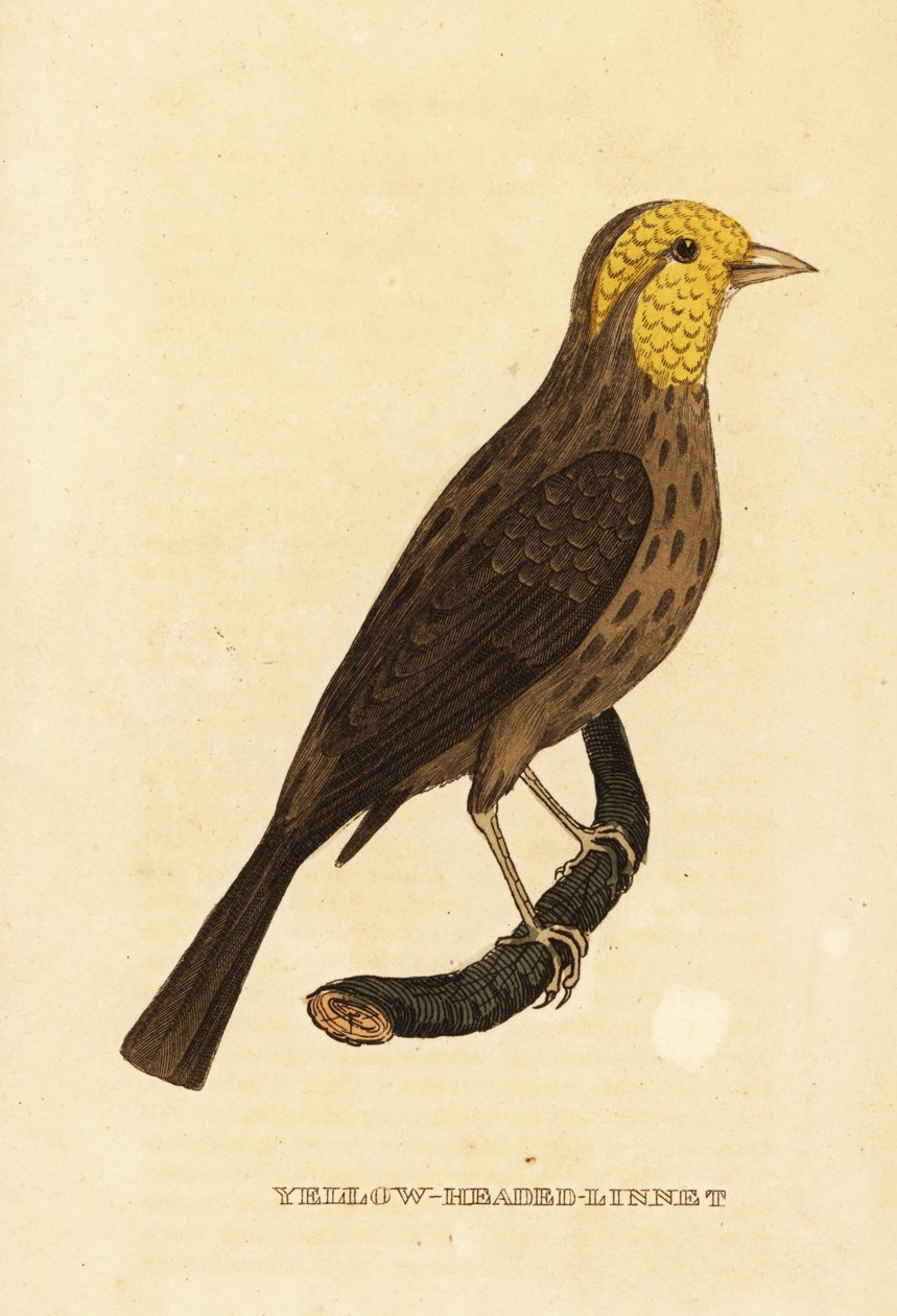 Grosbeak giallo, Pheucticus chrysopeplus da George (after) Edwards