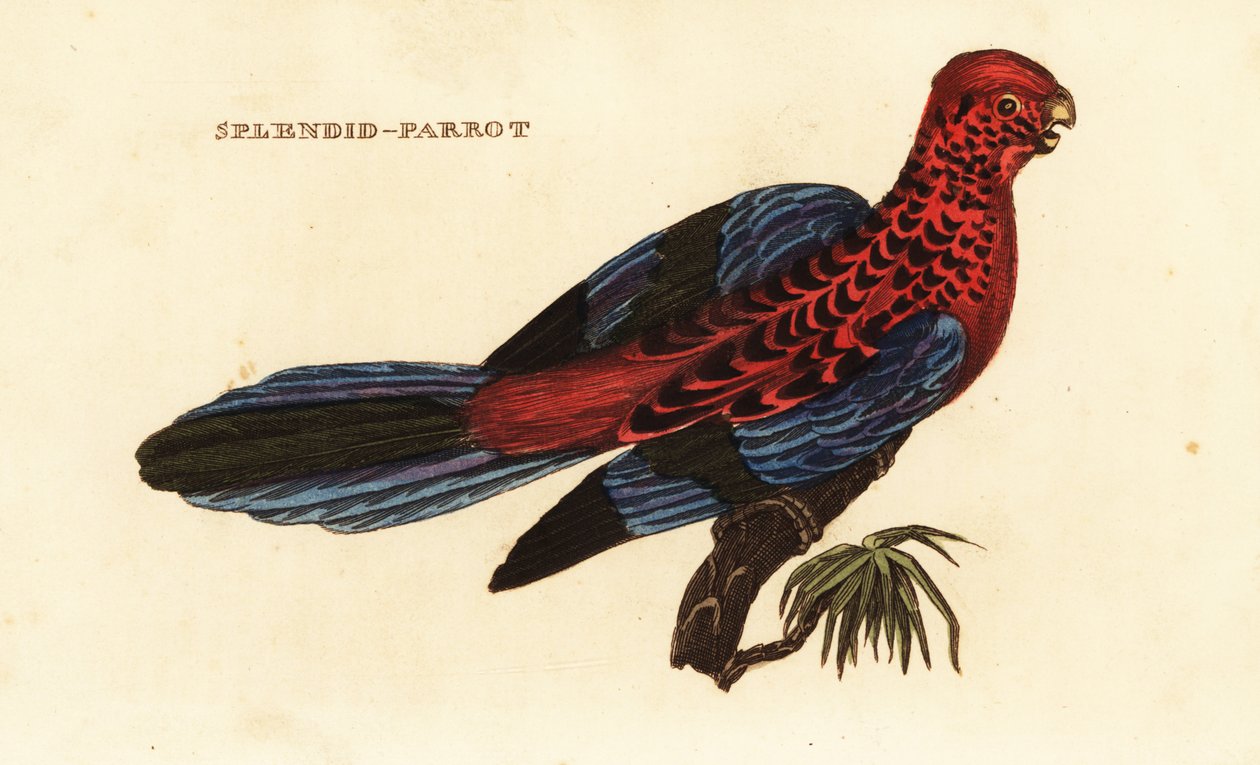 Rosella cremisi, Platycercus elegans da George (after) Shaw