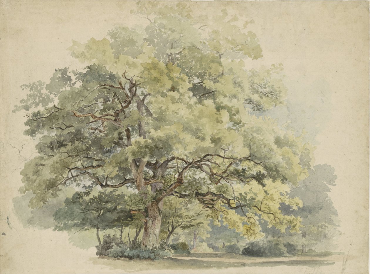 Studio di albero da George Andries Roth