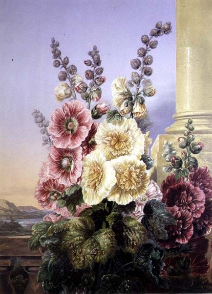 Malvarosa da George Baxter