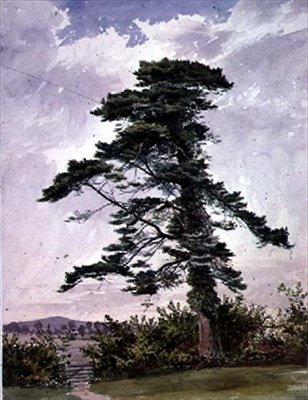 Paesaggio, con un pino scozzese da George Bedford
