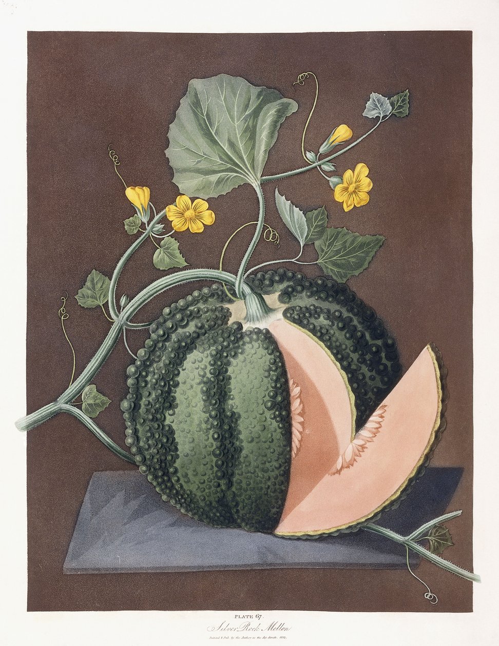 Melone d