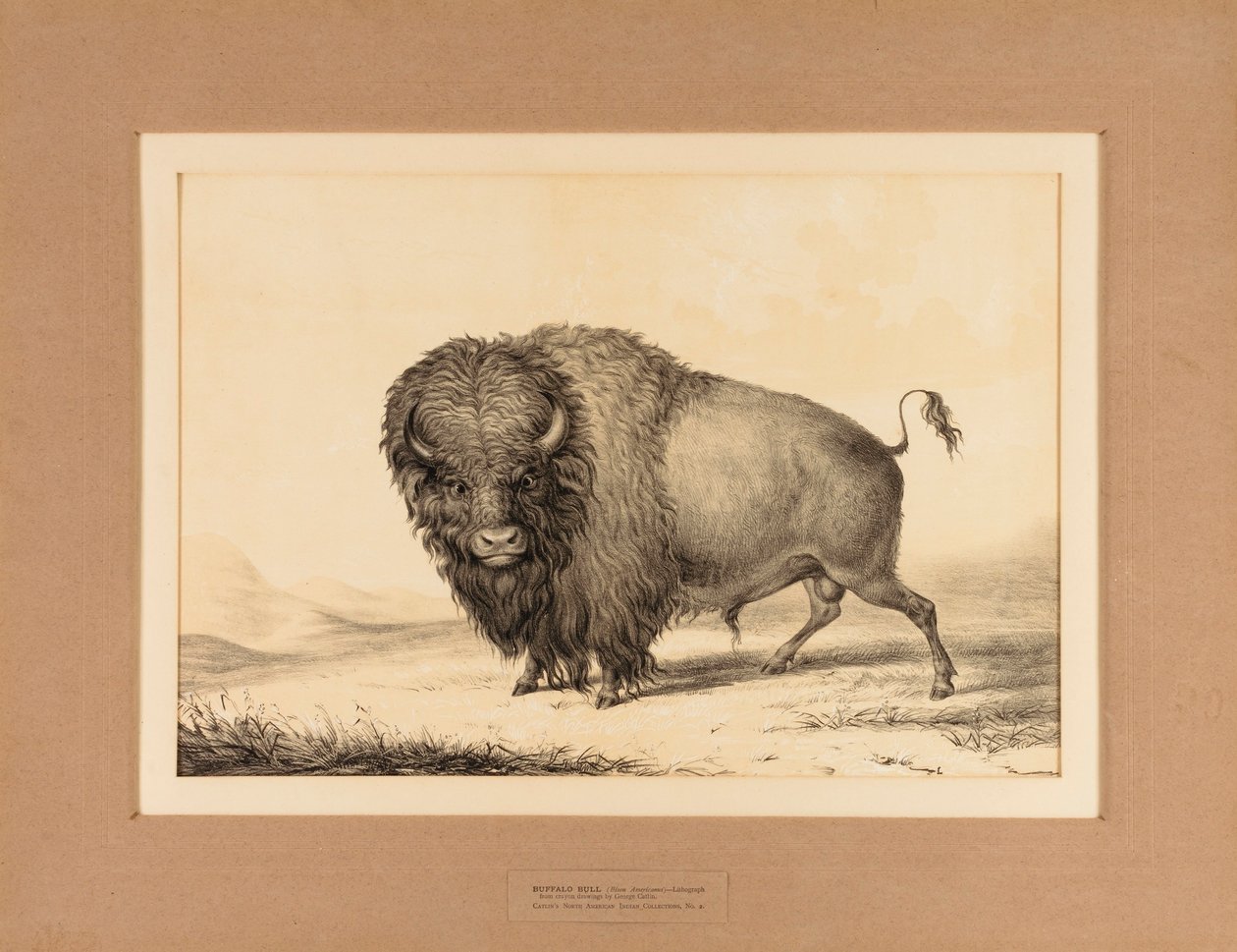 Buffalo Bull - n. 2 da George Catlin