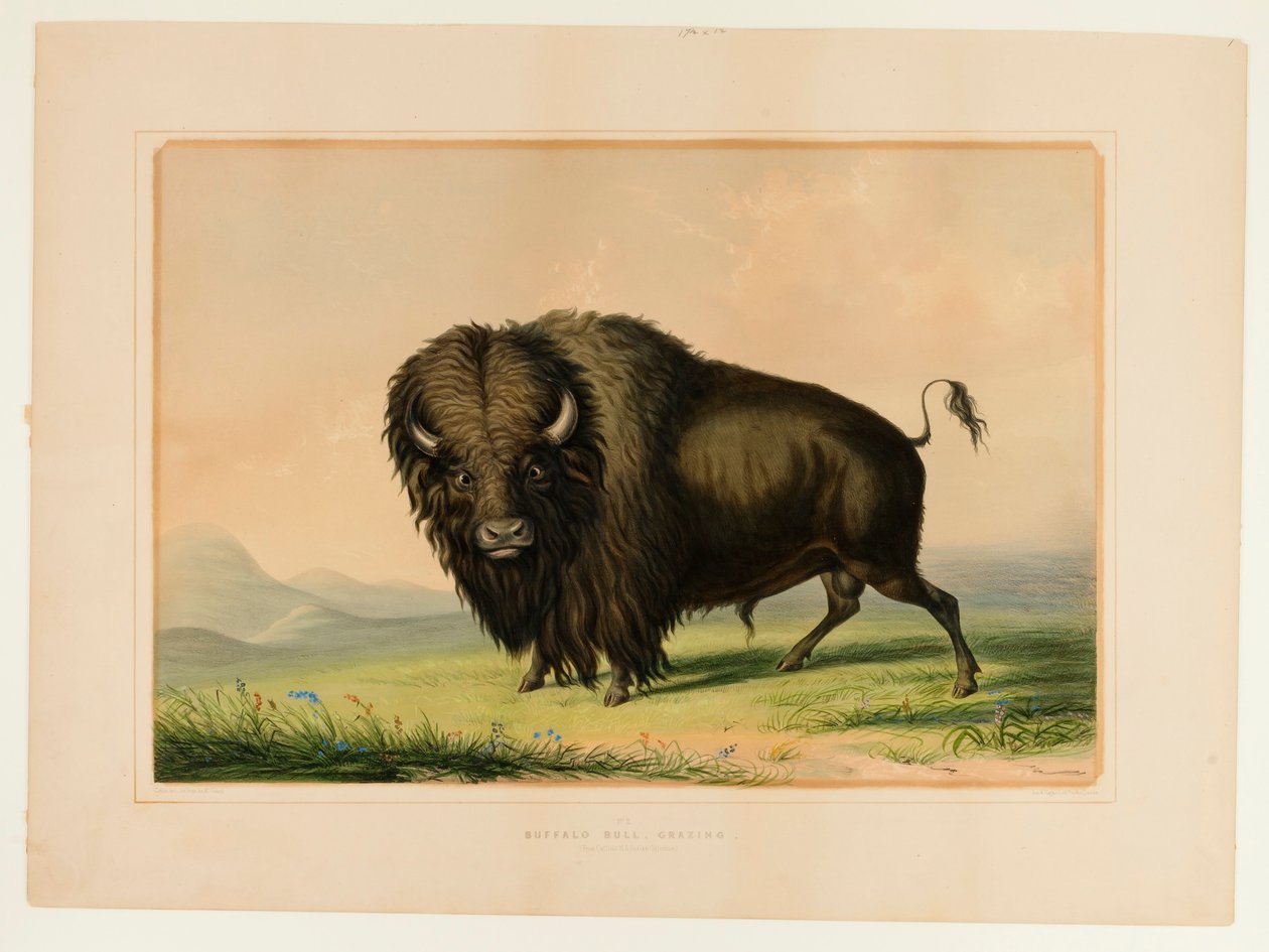 Tori di bufalo al pascolo - n. 2 da George Catlin