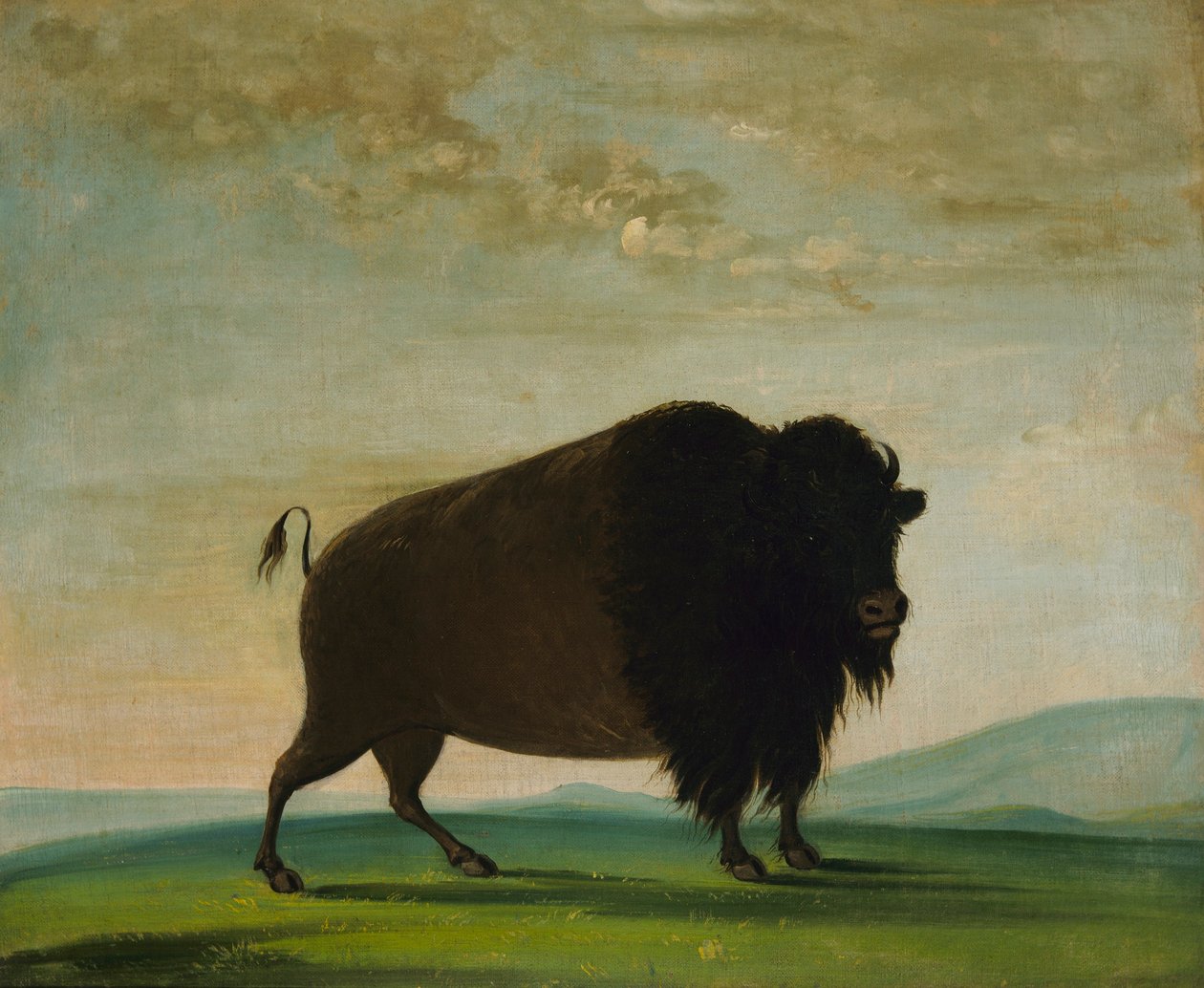 Mucca bufalo, al pascolo nella prateria da George Catlin