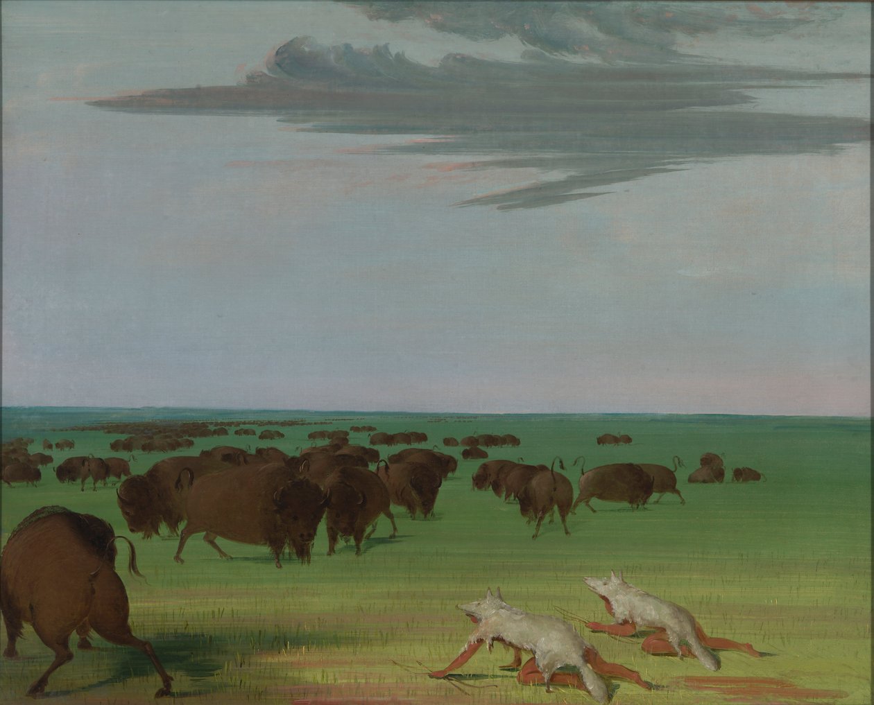Caccia al bufalo sotto la maschera di pelle di lupo da George Catlin