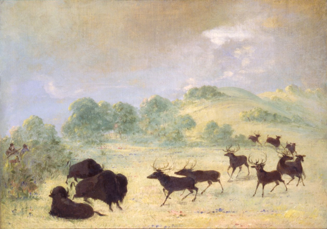 Alce e bufalo fanno conoscenza, Texas da George Catlin