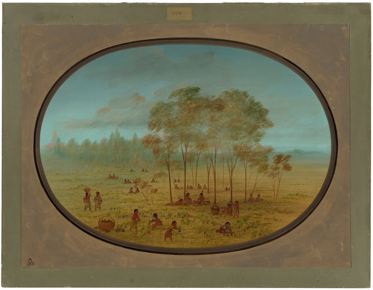 Indiani Kiowa che raccolgono uva selvatica da George Catlin